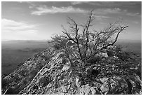 Palo Verde on Waterman Peak summit. Ironwood Forest National Monument, Arizona, USA ( black and white)