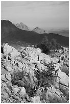 Ragged Top, and Wolcott Peak from Waterman Mountains. Ironwood Forest National Monument, Arizona, USA ( black and white)