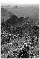 Cholla and saguaro cacti on slopes of Waterman Peak. Ironwood Forest National Monument, Arizona, USA ( black and white)