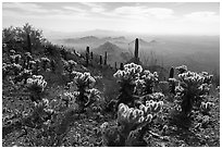 Cholla cacti and desert peaks from Waterman Mountains. Ironwood Forest National Monument, Arizona, USA ( black and white)