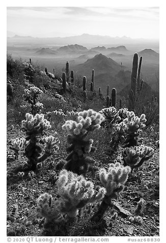 Cholla and saguaro cacti, desert peaks from Waterman Mountains. Ironwood Forest National Monument, Arizona, USA (black and white)