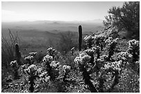 Cactus on Waterman Peak. Ironwood Forest National Monument, Arizona, USA ( black and white)