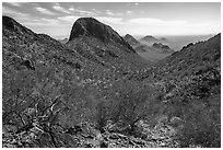 Palo Verde and peaks from Waterman Mountains. Ironwood Forest National Monument, Arizona, USA ( black and white)
