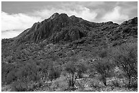 Waterman Peak. Ironwood Forest National Monument, Arizona, USA ( black and white)