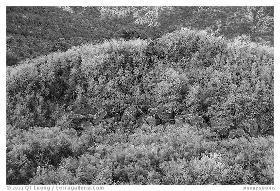 Shrubs with autumn color on Mt Logan. Grand Canyon-Parashant National Monument, Arizona, USA