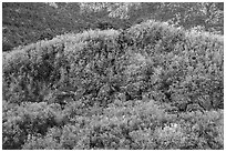 Shrubs with autumn color on Mt Logan. Grand Canyon-Parashant National Monument, Arizona, USA ( black and white)