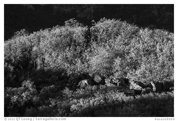 Scrub with autumn color on Mt Logan. Grand Canyon-Parashant National Monument, Arizona, USA (black and white)