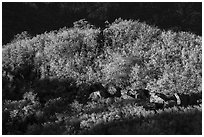 Scrub with autumn color on Mt Logan. Grand Canyon-Parashant National Monument, Arizona, USA ( black and white)