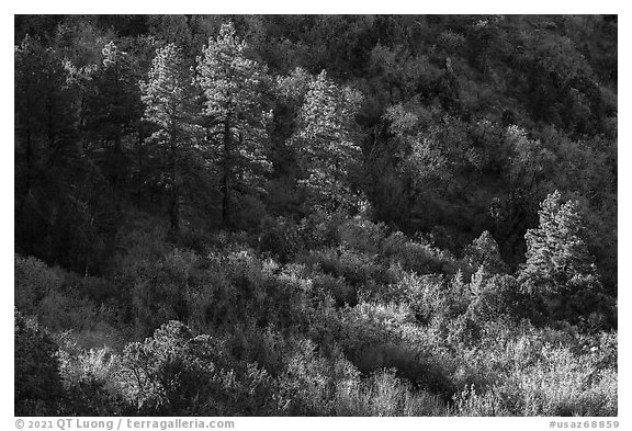 Pine trees and shrubs, Mt Logan. Grand Canyon-Parashant National Monument, Arizona, USA (black and white)