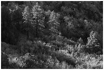 Pine trees and shrubs, Mt Logan. Grand Canyon-Parashant National Monument, Arizona, USA ( black and white)