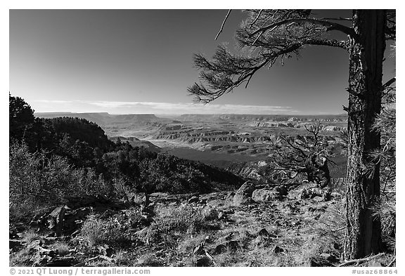 Ponderosa pine framing view from Mt Logan. Grand Canyon-Parashant National Monument, Arizona, USA (black and white)