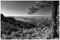 Ponderosa pine framing view from Mt Logan. Grand Canyon-Parashant National Monument, Arizona, USA ( black and white)