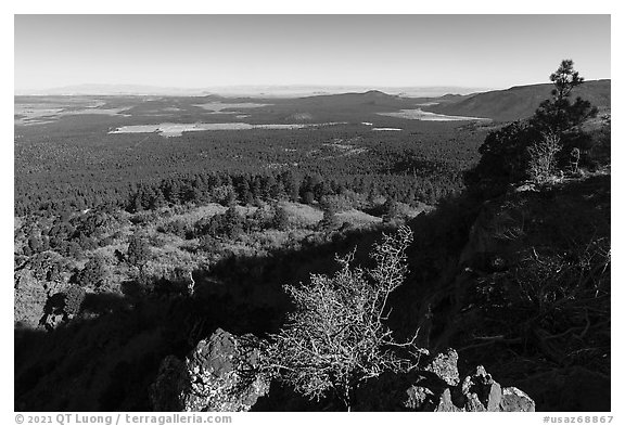 Pine forest from from Mt Logan. Grand Canyon-Parashant National Monument, Arizona, USA (black and white)
