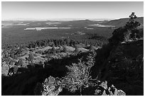 Pine forest from from Mt Logan. Grand Canyon-Parashant National Monument, Arizona, USA ( black and white)