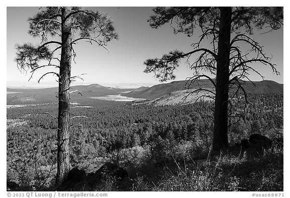 Ponderosa pines and Mount Trumbull. Grand Canyon-Parashant National Monument, Arizona, USA (black and white)