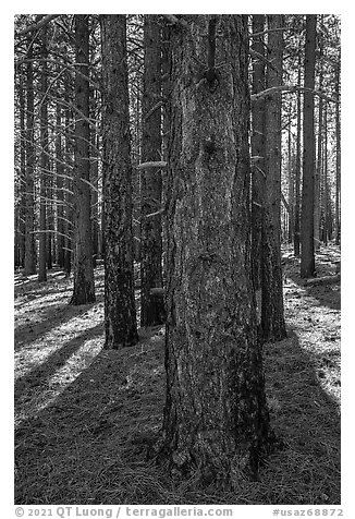 Ponderosa pine forest on Mount Logan. Grand Canyon-Parashant National Monument, Arizona, USA (black and white)