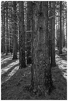Ponderosa pine forest on Mount Logan. Grand Canyon-Parashant National Monument, Arizona, USA ( black and white)