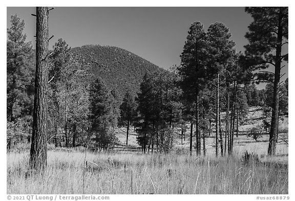 Ponderosa pine forest and Mount Trumbull. Grand Canyon-Parashant National Monument, Arizona, USA