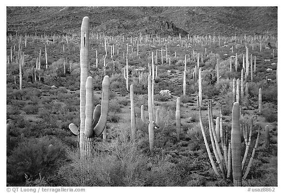 Cacti, Diablo Mountains, dusk. Organ Pipe Cactus  National Monument, Arizona, USA