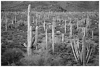 Cacti, Diablo Mountains, dusk. Organ Pipe Cactus  National Monument, Arizona, USA ( black and white)