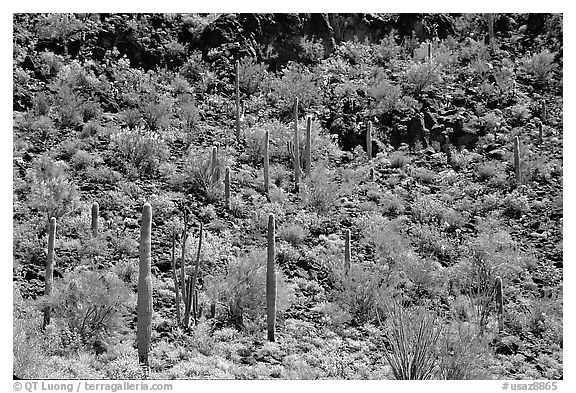 Saguaro Cactus on hillside. Organ Pipe Cactus  National Monument, Arizona, USA (black and white)