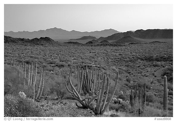 Cactus and Sonoyta Valley, dusk. Organ Pipe Cactus  National Monument, Arizona, USA (black and white)