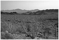 Cactus and Sonoyta Valley, dusk. Organ Pipe Cactus  National Monument, Arizona, USA (black and white)