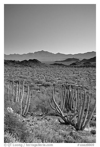 Cactus and Sonoyta Valley, dusk. Organ Pipe Cactus  National Monument, Arizona, USA (black and white)