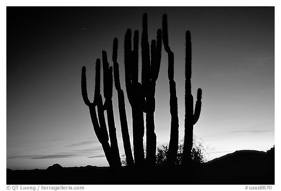 Organ Pipe cactus silhouetted at sunset. Organ Pipe Cactus  National Monument, Arizona, USA (black and white)