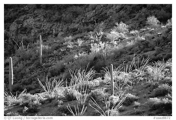 Ocotillo and cactus on a slope. Organ Pipe Cactus  National Monument, Arizona, USA (black and white)