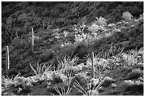 Ocotillo and cactus on a slope. Organ Pipe Cactus  National Monument, Arizona, USA (black and white)