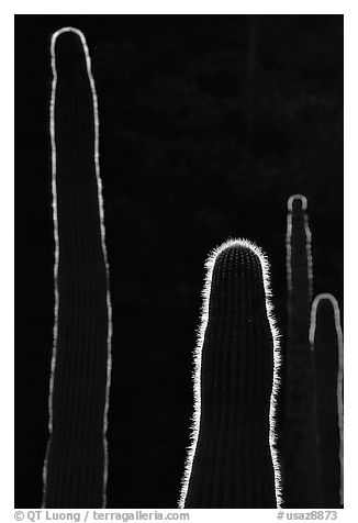 Backlit cactus. Organ Pipe Cactus  National Monument, Arizona, USA (black and white)