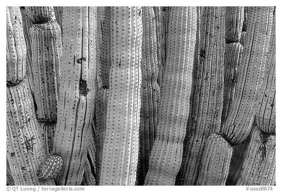 Detail of Organ Pipe Cactus. Organ Pipe Cactus  National Monument, Arizona, USA