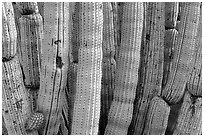 Detail of Organ Pipe Cactus. Organ Pipe Cactus  National Monument, Arizona, USA (black and white)