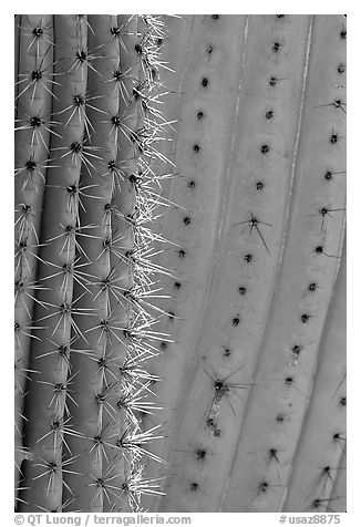 Detail of Organ Pipe Cactus. Organ Pipe Cactus  National Monument, Arizona, USA