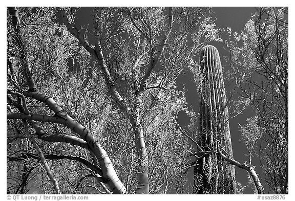 Paloverde and Cactus. Organ Pipe Cactus  National Monument, Arizona, USA