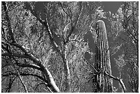 Paloverde and Cactus. Organ Pipe Cactus  National Monument, Arizona, USA (black and white)