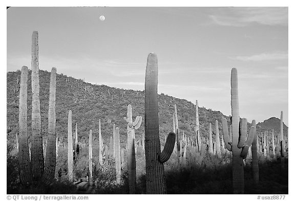 Saguaro cactus and moon. Organ Pipe Cactus  National Monument, Arizona, USA (black and white)