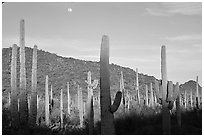 Saguaro cactus and moon. Organ Pipe Cactus  National Monument, Arizona, USA ( black and white)