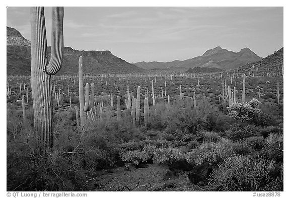 Cacti, Diablo Mountains, dusk. Organ Pipe Cactus  National Monument, Arizona, USA (black and white)