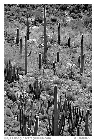 Cactus on hillside. Organ Pipe Cactus  National Monument, Arizona, USA