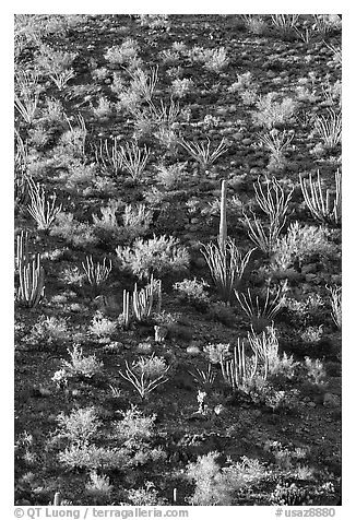 Ocotillo and cactus on a slope. Organ Pipe Cactus  National Monument, Arizona, USA (black and white)