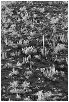 Ocotillo and cactus on a slope. Organ Pipe Cactus  National Monument, Arizona, USA ( black and white)