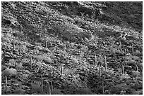 Saguaro and Ocotillo  on a slope. Organ Pipe Cactus  National Monument, Arizona, USA ( black and white)
