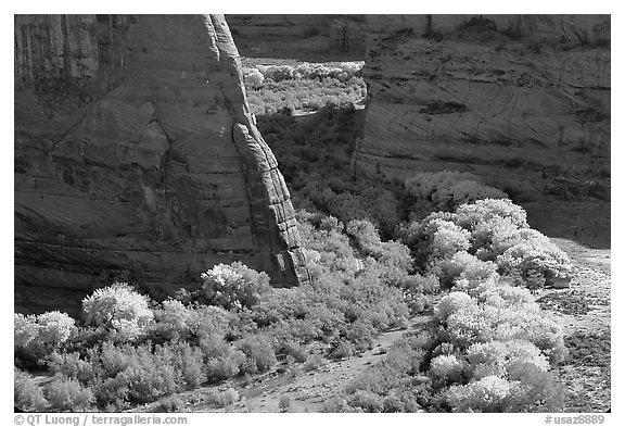 Cottonwoods in fall color and walls, White House Overlook. Canyon de Chelly  National Monument, Arizona, USA