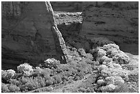 Cottonwoods in fall color and walls, White House Overlook. Canyon de Chelly  National Monument, Arizona, USA (black and white)