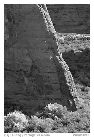 Cottonwoods in fall color and walls, White House Overlook. Canyon de Chelly  National Monument, Arizona, USA (black and white)