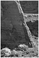 Cottonwoods in fall color and walls, White House Overlook. Canyon de Chelly  National Monument, Arizona, USA (black and white)