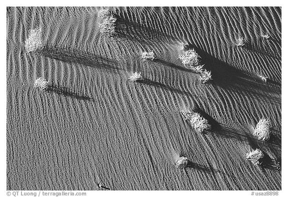 Bushes on sand dune. Canyon de Chelly  National Monument, Arizona, USA