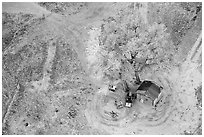 Cotton wood tree and hut. Canyon de Chelly  National Monument, Arizona, USA (black and white)